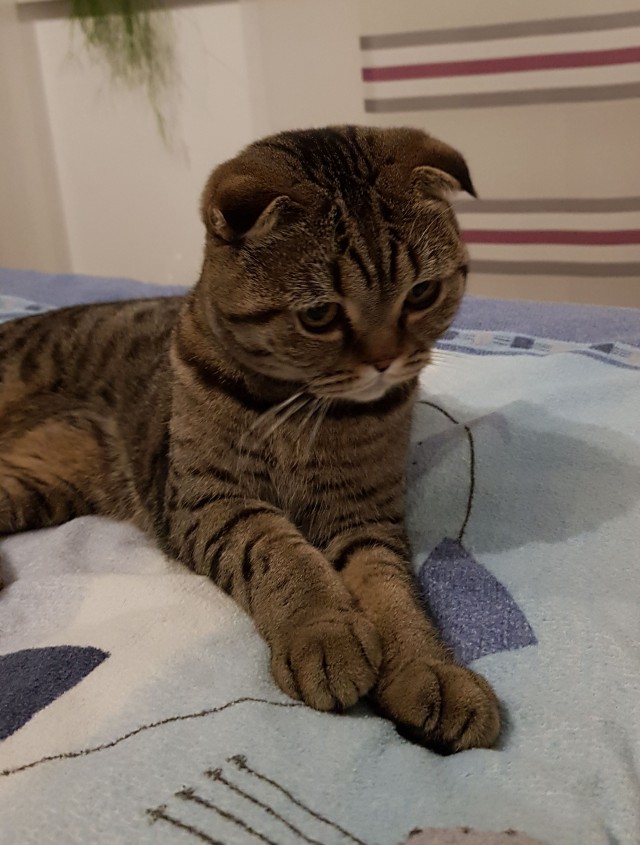 С котовторником!