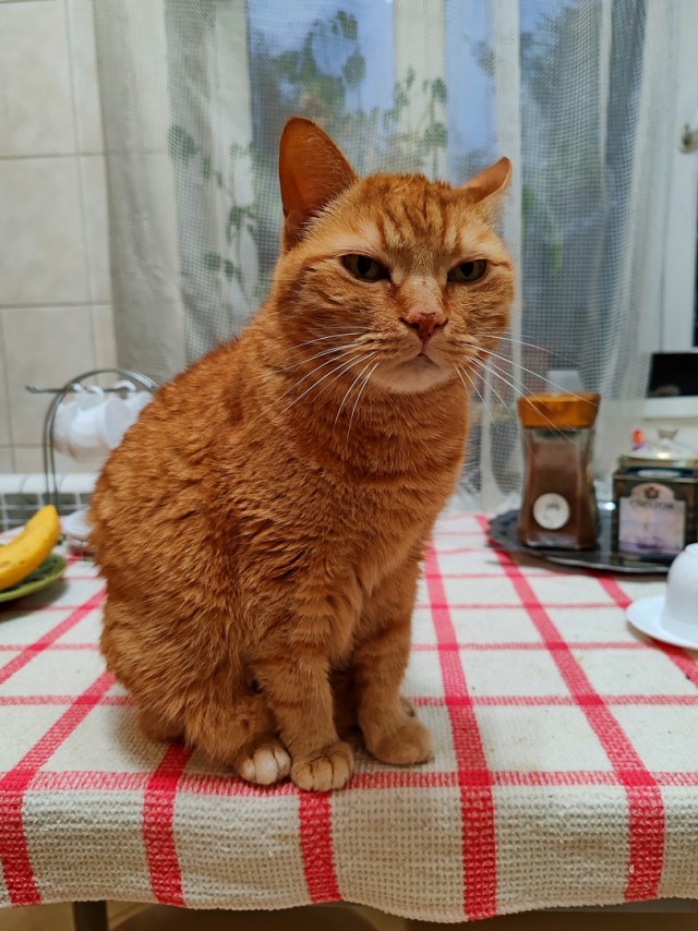 Вторник - котовторник