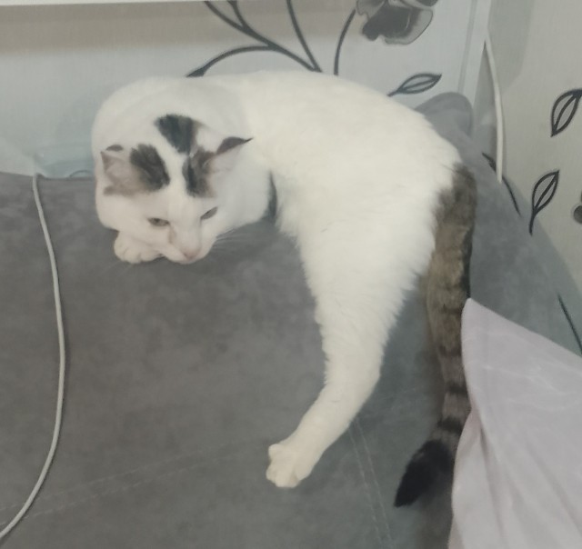 Котовторник.Наши модели