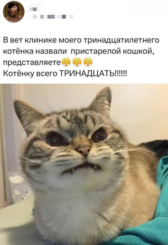 Картинки для деградации 81 (разной степени свежести)