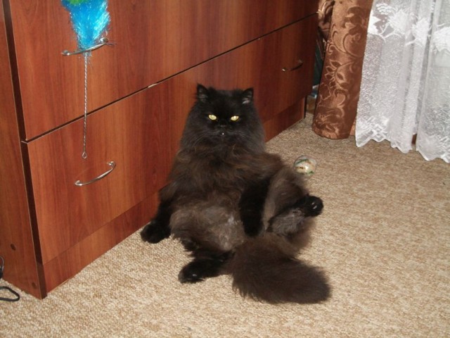 Чёрный котовторник