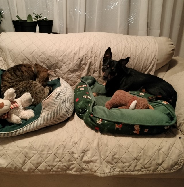 Человек — временный нянька для кошек и собак