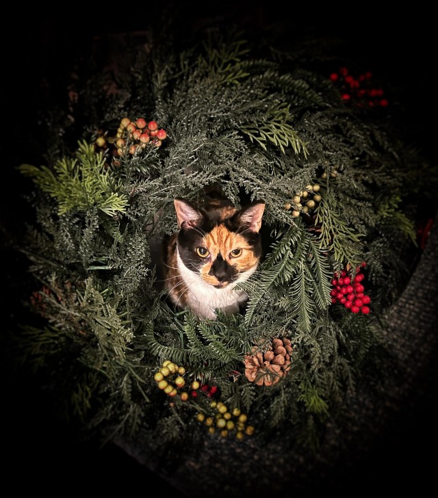 Праздничных красивых фото котов тред