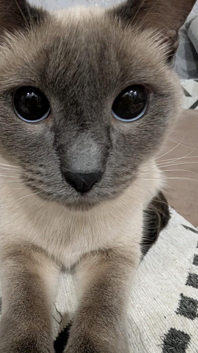 А котовторник уже пришёл?