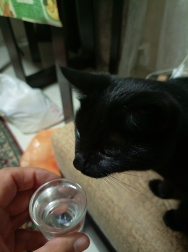 Вопросец один, рабам котов и кошек