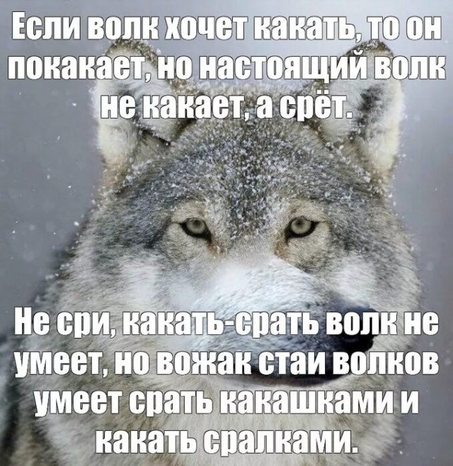 Волк, вцепившийся женщине в лицо, может поплатиться за это жизнью