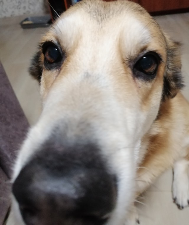 Собакочетверг же, но кошку из фото не выкинешь