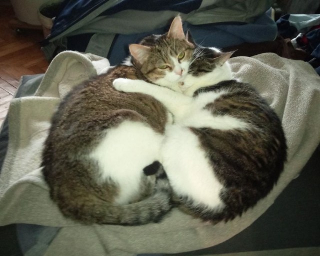 Котовторник снова!