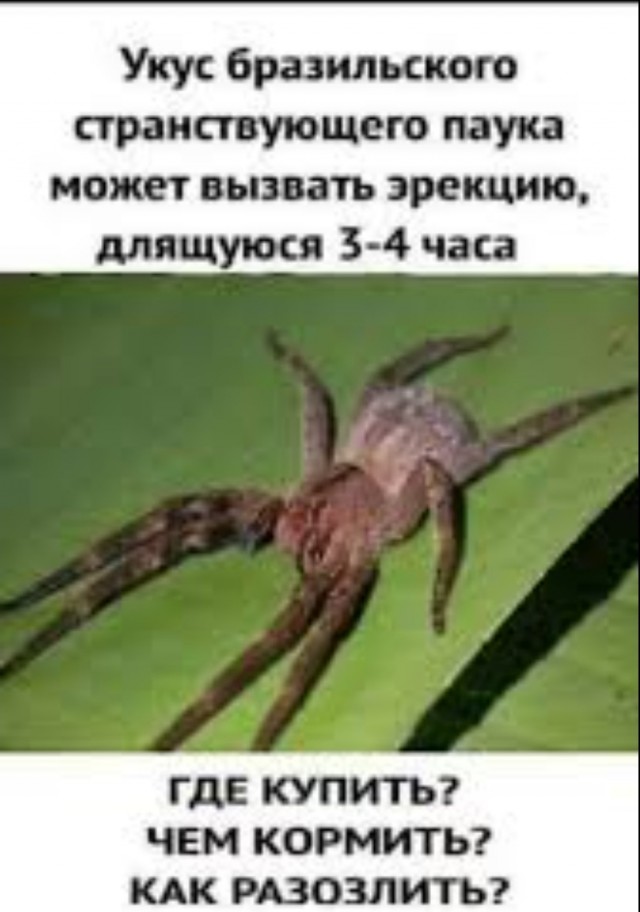Помогите определить животинку
