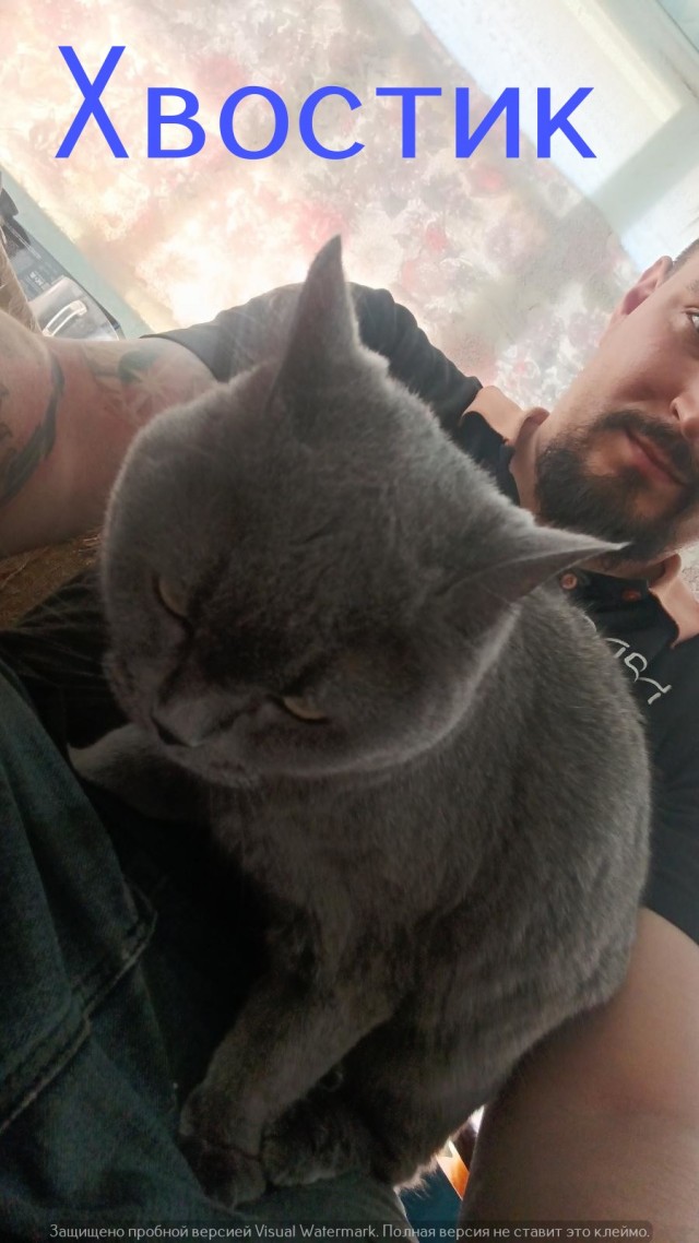 Жизнь домашнего приюта "Котоленд" 550