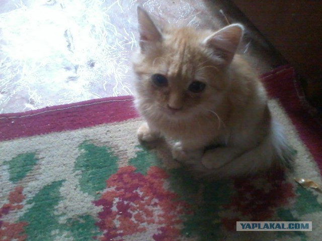 Котовторник  05.11.2013