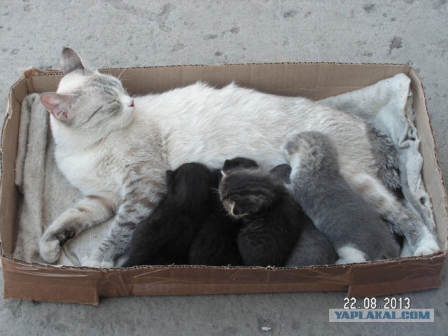 Про спасенных котеек