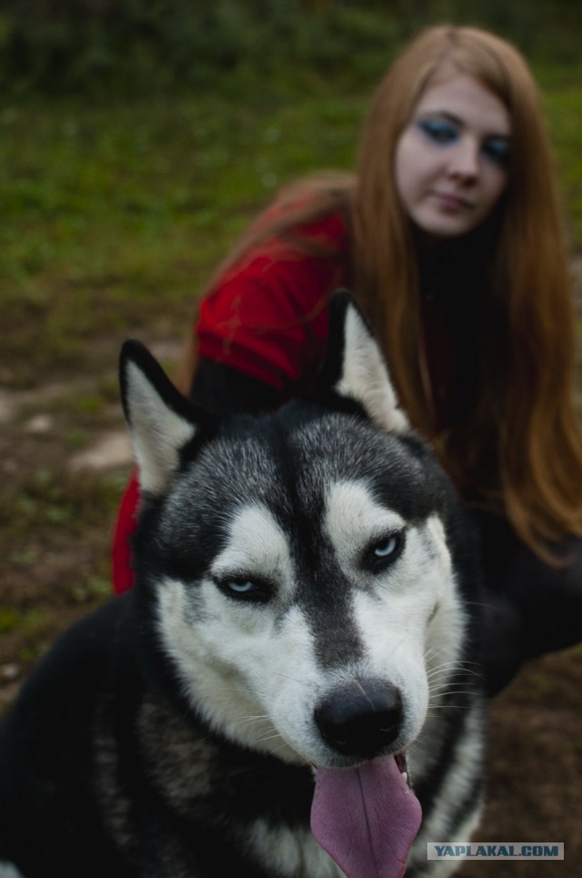Хаски