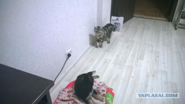 Витяй появился незаметно