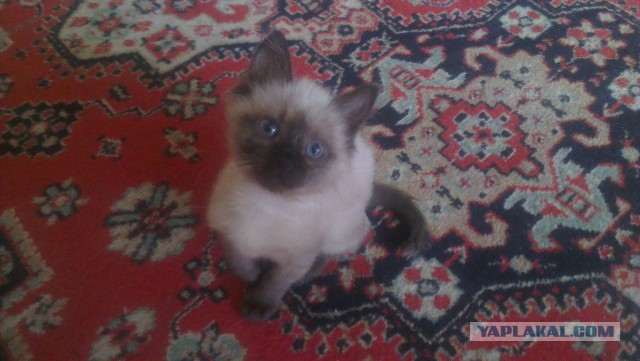 Тайские кошки