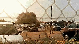 Хозяева сволочи