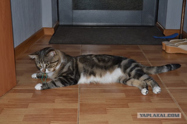 Котовторник 12.08.2014