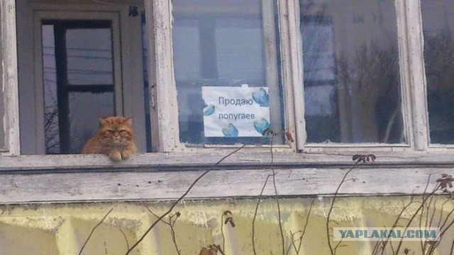 Веселые картинки.