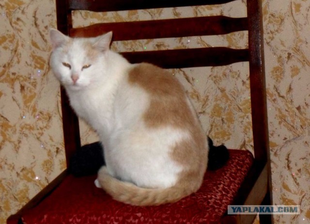 Котовторник 30.12.2014