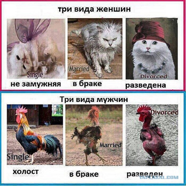 Весёлое из сети