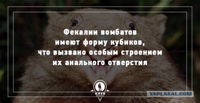 15 удивительных фактов о животных