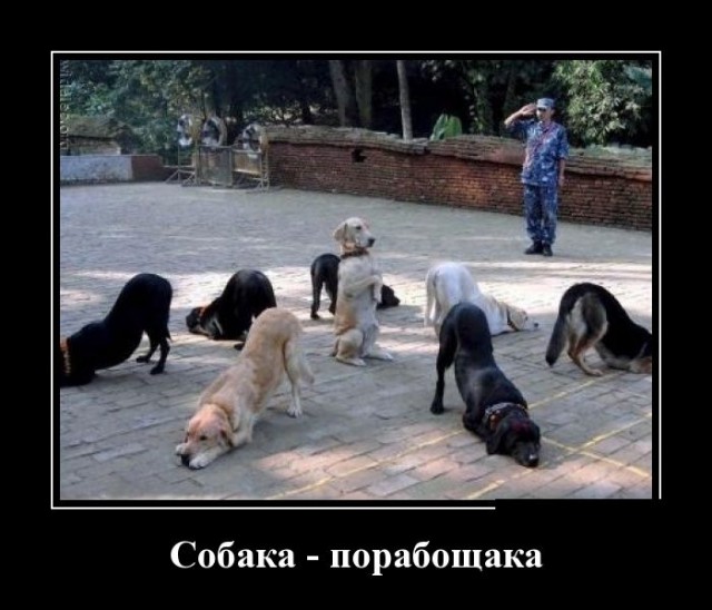 Забавные картинки из Сети
