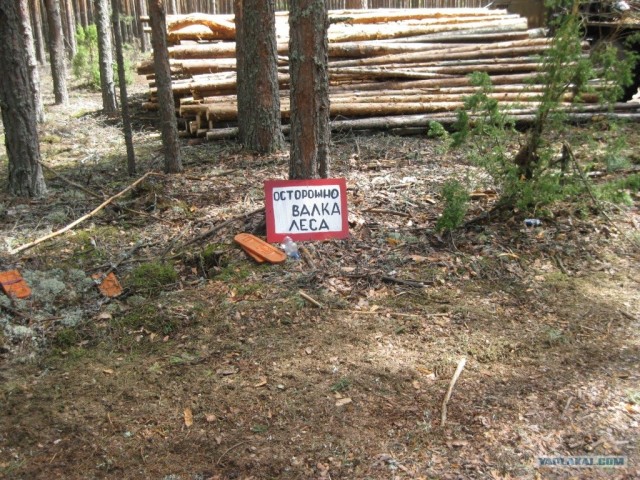 Будни лесозаготовителя