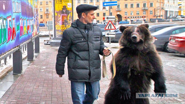 Животные. Мы к ним сильно привязаны?