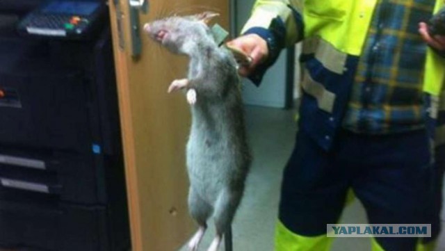 Крысолов в германии завалил крысу