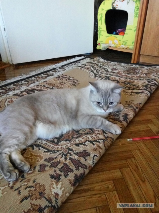 КОТЭдж