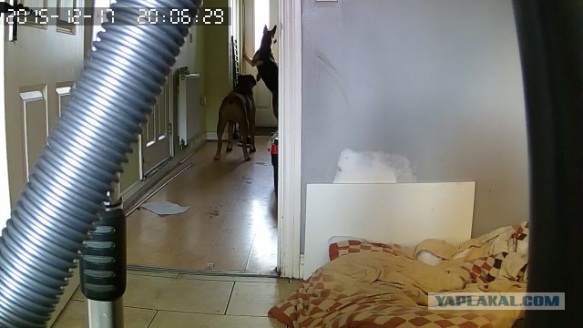 За что я люблю китайцев