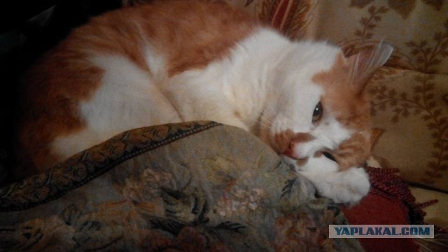 Котовторник 23.02.2016