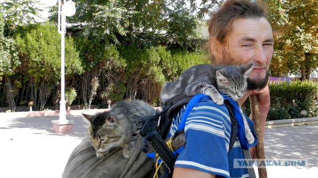 15 мест, в которых неожиданно можно обнаружить котэ