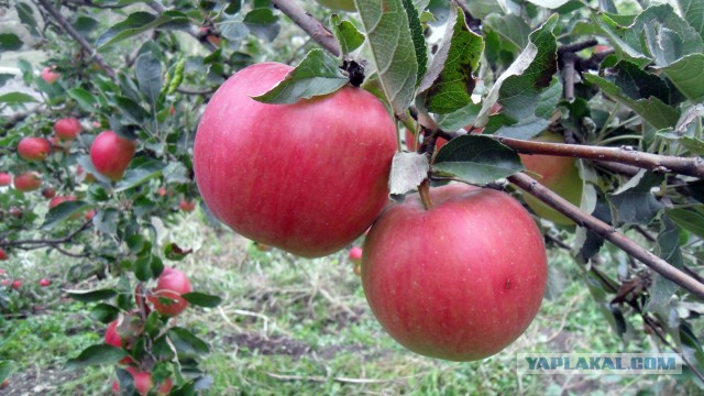 Северный Кавказ. Собственные снимки