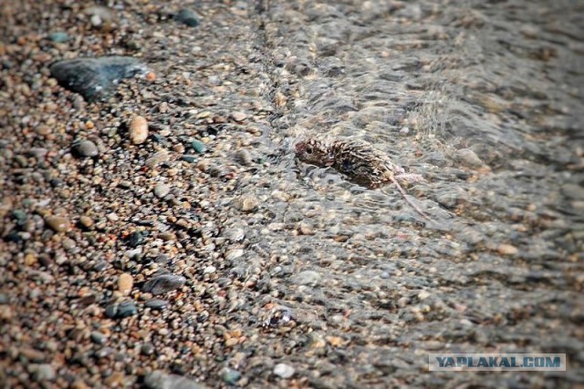 В мире животных: сказка о маленьком, но очень храбром мышонке