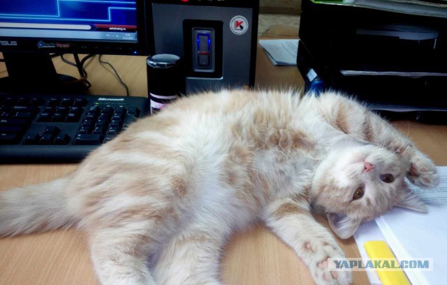 Котовторник - начало