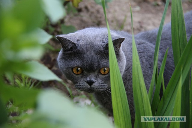 Котовторник 28.06.2016