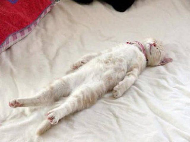 Коты из сети
