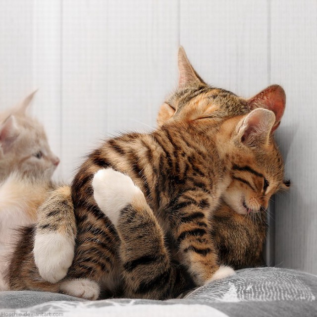 Коты из сети