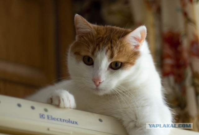 Котовторник  31.01.2017