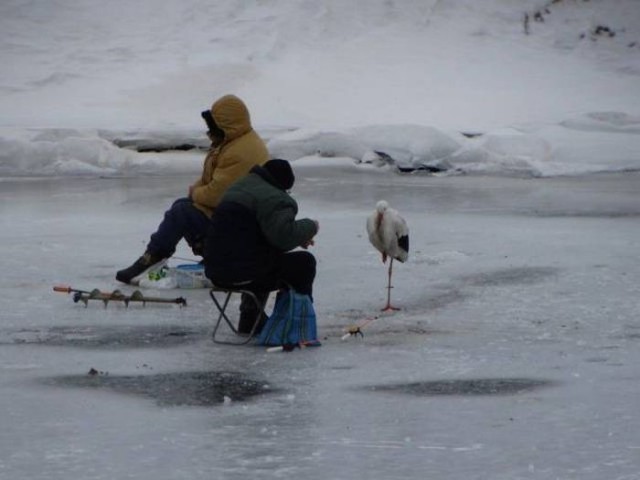 Подборка интересных и веселых картинок