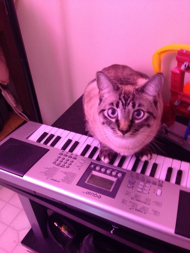 Коты и Кошки