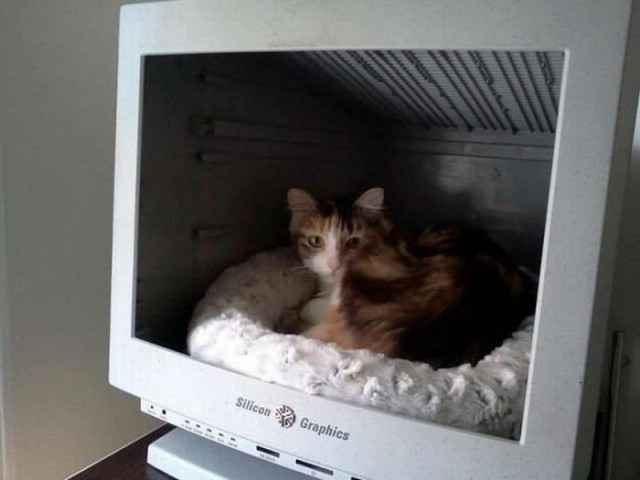 Коты и Кошки