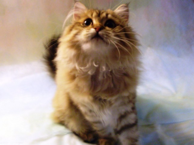Коты и Кошки