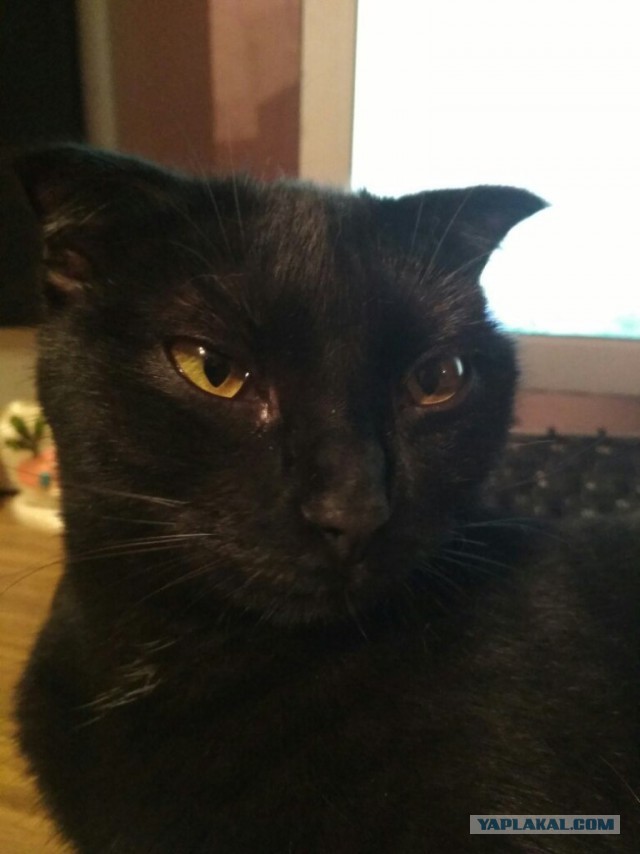Котовторник