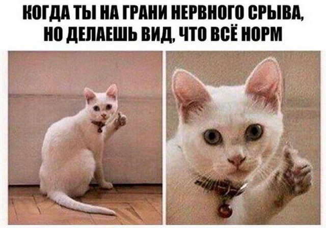 Коты. Отнюдь не ми-ми-ми.