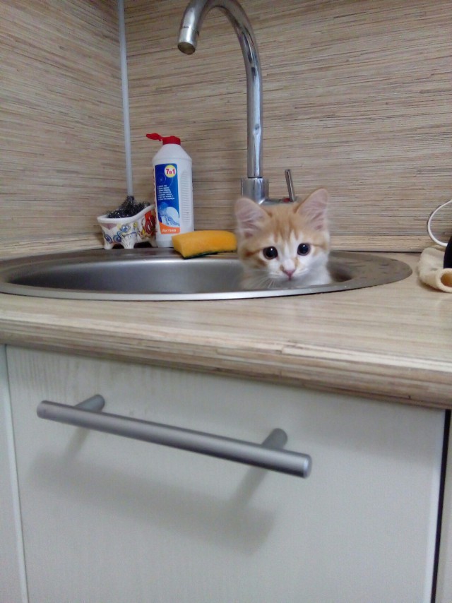 Котовторник
