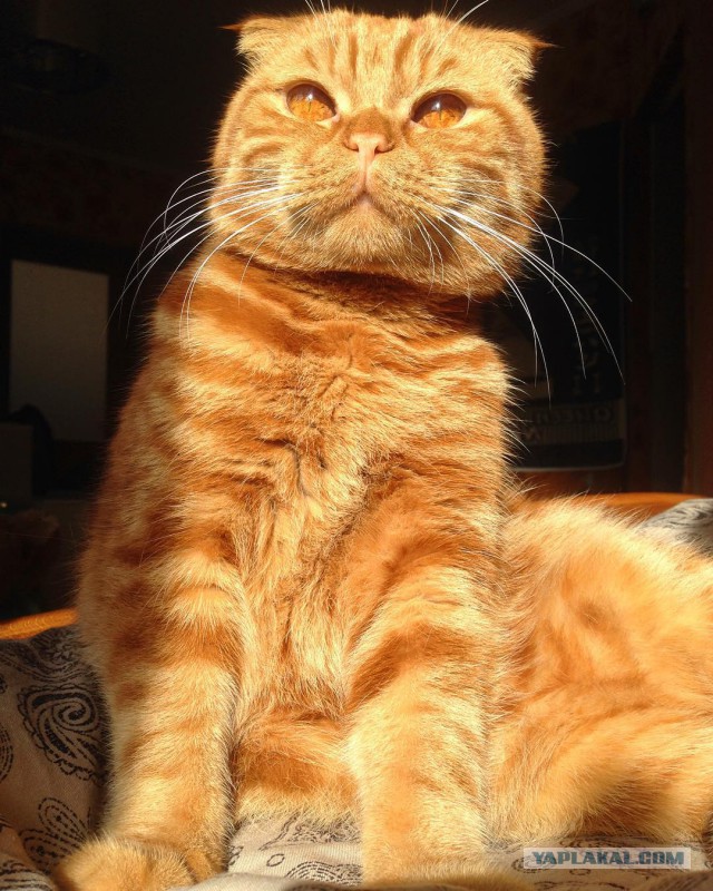 Котовторник 16.01.2018