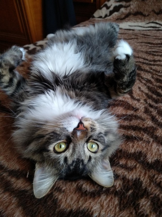Котовторник  06.03.2018