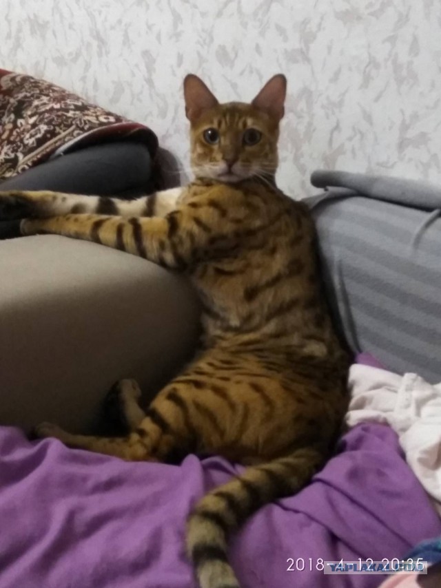 Котовторник ждали? А вот и он!